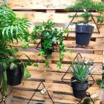 Bluszcz pospolity (Hedera helix 'Brigitte') 40cm