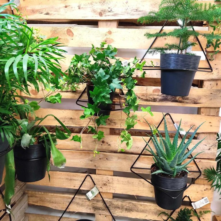 Bluszcz pospolity (Hedera helix 'Brigitte') 40cm