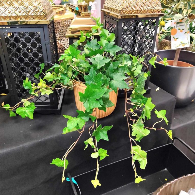 Bluszcz pospolity (Hedera helix 'Brigitte') 40cm