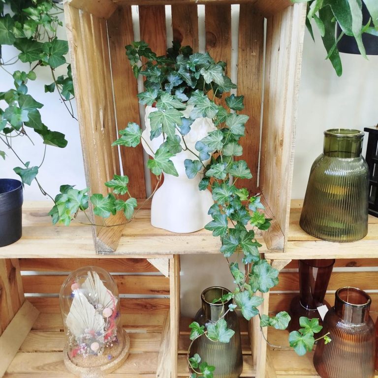 Bluszcz pospolity (Hedera helix 'Brigitte') 40cm