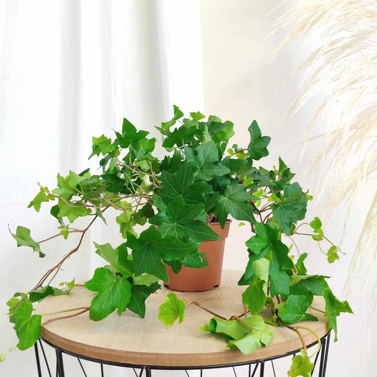 Bluszcz pospolity (Hedera helix 'Brigitte') 40cm