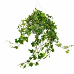 Bluszcz pospolity (Hedera helix 'Goldchild') 70cm