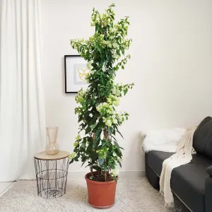 Bugenwilla ('Bougainvillea Sanderiana') biała 200cm