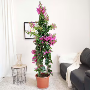 Bugenwilla ('Bougainvillea Sanderiana') fuksja 185cm