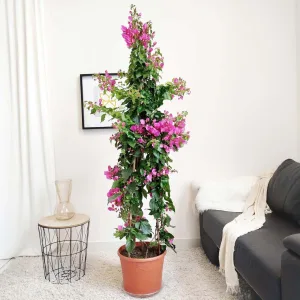 Bugenwilla ('Bougainvillea Sanderiana') fuksja 185cm