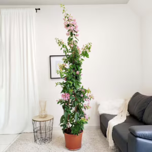 Bugenwilla ('Bougainvillea Sanderiana') różowa 200cm