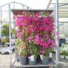 Bugenwilla (‘Bougainvillea Sanderiana’) fuksja 150-160m