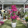 Bugenwilla (‘Bougainvillea Sanderiana’) fuksja 150-160m