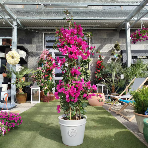 Bugenwilla ('Bougainvillea Sanderiana') fuksja 150-160m