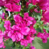 Bugenwilla (‘Bougainvillea Sanderiana’) fuksja 150-160m