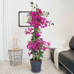 Bugenwilla ('Bougainvillea Sanderiana') fuksja 150cm