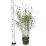 Bambus kępiasty (Fargesia 'Viking') 160cm