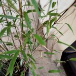 Bambus kępiasty (Fargesia 'Viking') 160cm