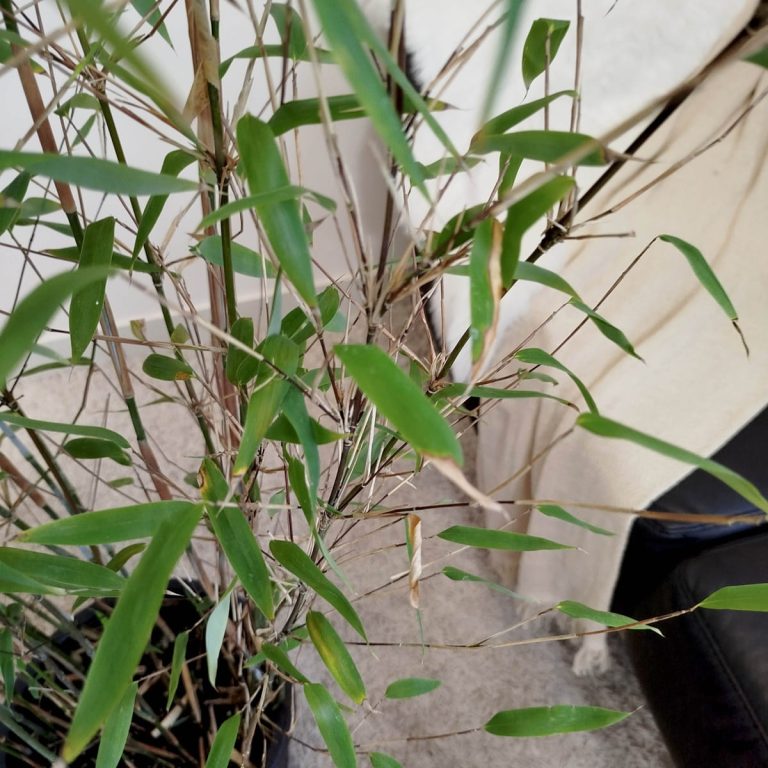 Bambus kępiasty (Fargesia 'Viking') 160cm