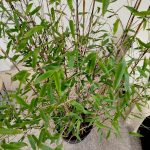 Bambus kępiasty (Fargesia 'Viking') 160cm