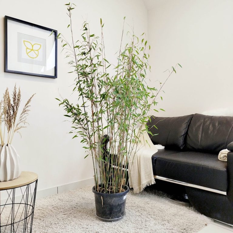 Bambus kępiasty (Fargesia 'Viking') 160cm