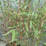 Bambus kępiasty (Fargesia 'Viking') 160cm