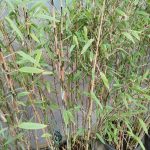 Bambus kępiasty (Fargesia 'Viking') 160cm