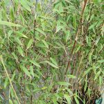 Bambus kępiasty (Fargesia 'Viking') 160cm