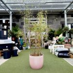 Bambus kępiasty (Fargesia 'Viking') 160cm