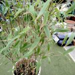 Bambus kępiasty (Fargesia 'Viking') 160cm