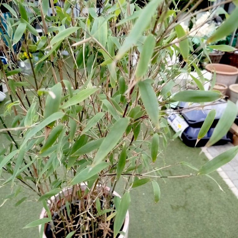 Bambus kępiasty (Fargesia 'Viking') 160cm