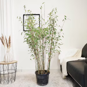 Bambus kępiasty (Fargesia 'Viking') 160cm