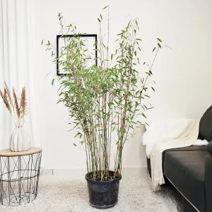 Bambus kępiasty (Fargesia 'Viking') 160cm