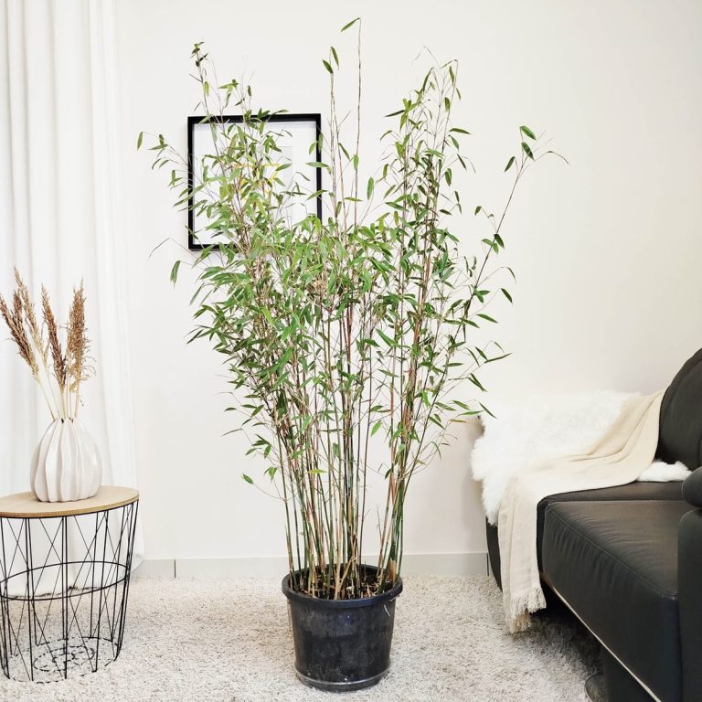 Bambus kępiasty (Fargesia 'Viking') 160cm