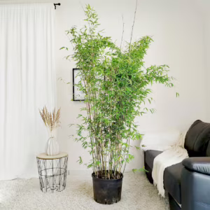 Bambus kępiasty (Fargesia 'Viking') 200cm