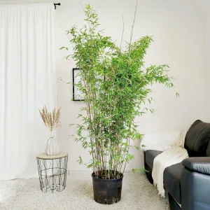 Bambus kępiasty (Fargesia 'Viking') 200cm