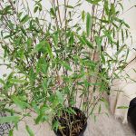 Bambus kępiasty (Fargesia 'Viking') 160cm