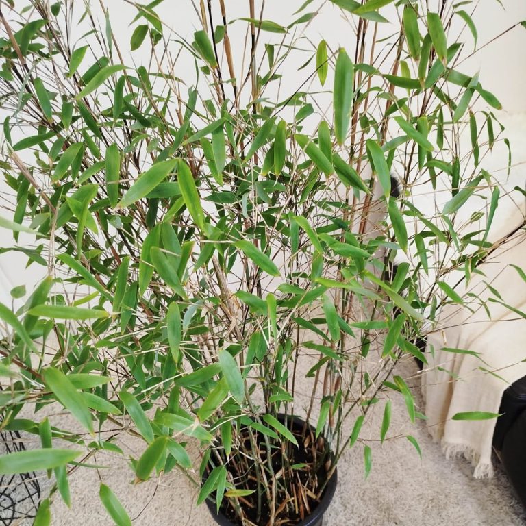 Bambus kępiasty (Fargesia 'Viking') 160cm