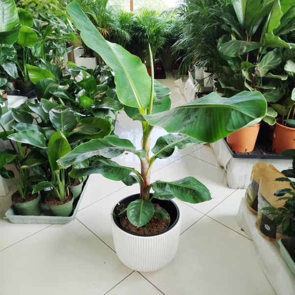 Bananowiec karłowy (Musa 'Dwarf Cavendish') 90-100cm