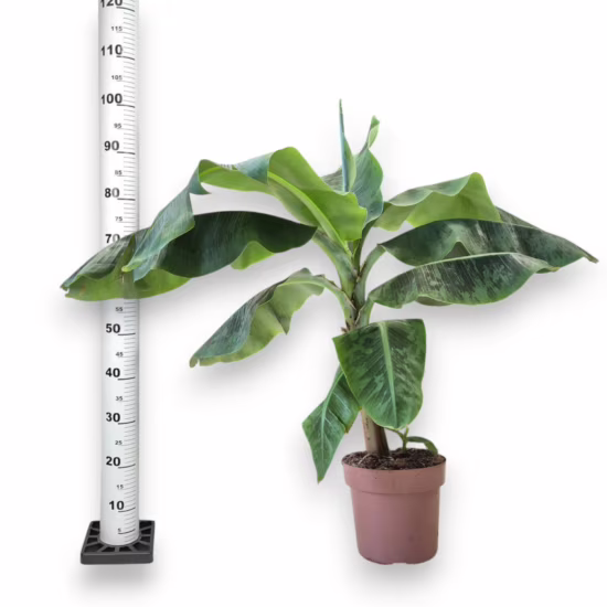Bananowiec musa Dwarf Cavendish