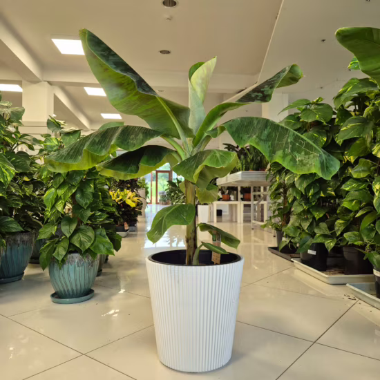 Bananowiec musa Dwarf Cavendish