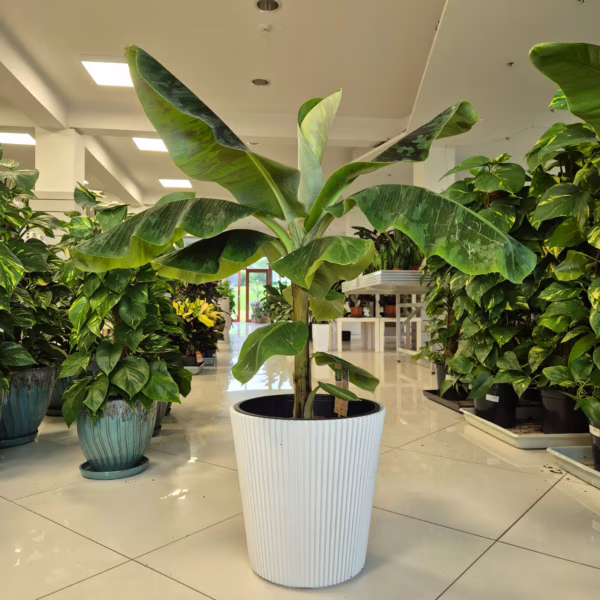 Bananowiec karłowy (Musa 'Dwarf Cavendish') 90-100cm