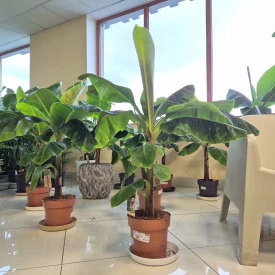 Bananowiec musa Dwarf Cavendish