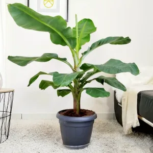 Bananowiec karłowy (Musa 'Dwarf Cavendish') 130cm