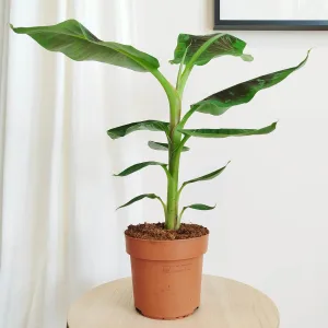 Bananowiec karłowy (Musa 'Oriental Dwarf') 60cm