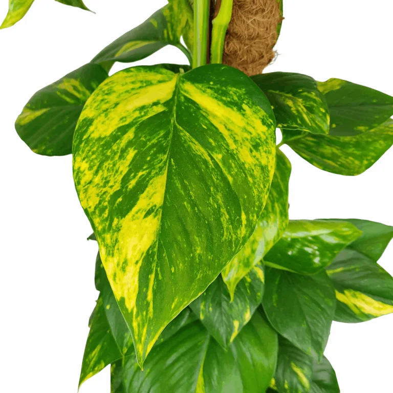 Epipremnum złociste (Epipremnum aureum) 150cm