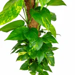 Epipremnum złociste (Epipremnum aureum) 150cm