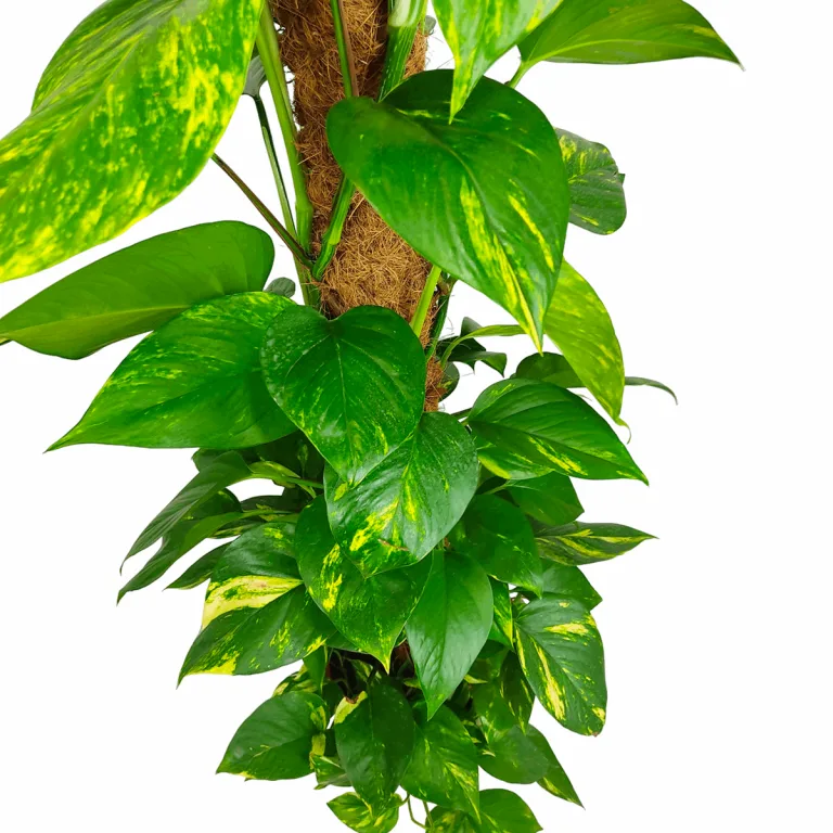 Epipremnum złociste (Epipremnum aureum) 150cm