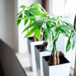 Biohumus nawóz do roślin doniczkowych 1L