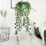Bluszcz pospolity (Hedera helix 'Wonder') 130cm