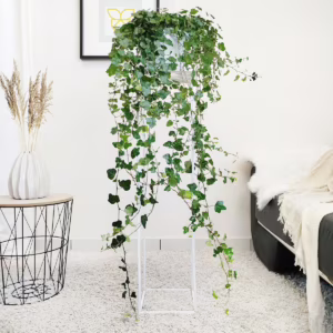 Bluszcz pospolity (Hedera helix 'Wonder') 130cm