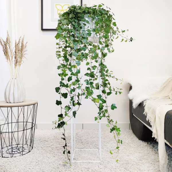 Bluszcz pospolity (Hedera helix 'Wonder') 120-130cm