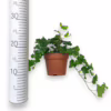 Bluszcz pospolity (Hedera helix ‘Wonder’) 20-30cm