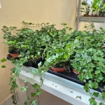 Bluszcz pospolity (Hedera helix 'Wonder') 70cm