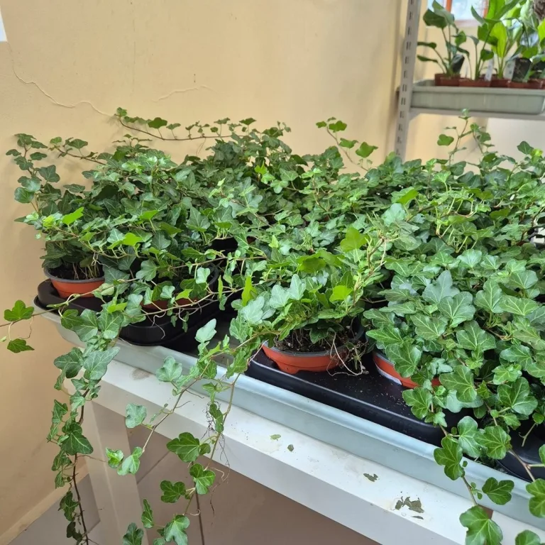 Bluszcz pospolity (Hedera helix 'Wonder') 70cm